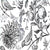 Red Room Series - Bird of Space Satin 300x300mm Ceramic Tile